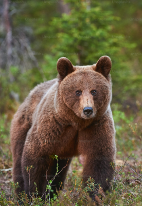 ours corée korea gojoseon