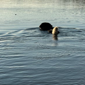 img_2476-standard-dog2hc.jpg