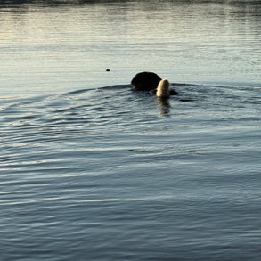img_2478-standard-hsoyve.jpg