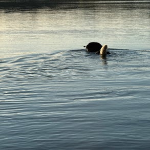 img_2485-standard-3mtlvb.jpg