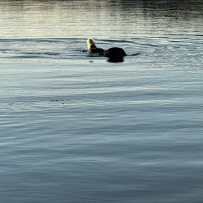 img_2495-standard-7dnvcm.jpg