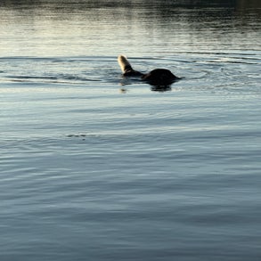 img_2496-standard-ray9p8.jpg