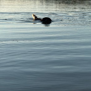 img_2497-standard-5c0qj0.jpg
