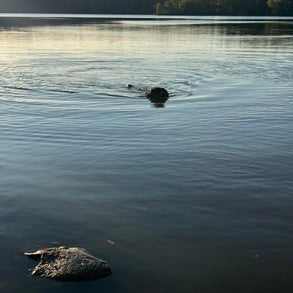 img_2528-standard-gjjc5d.jpg
