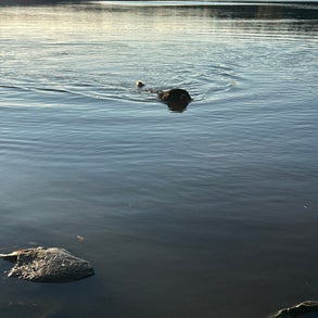 img_2537-standard-4jgp5v.jpg