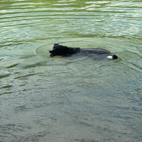 img_6118-standard-kwm27l.jpg