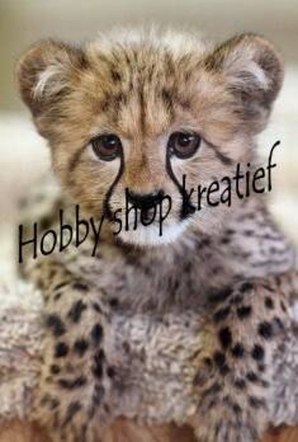 SS 0176 Baby cheetah