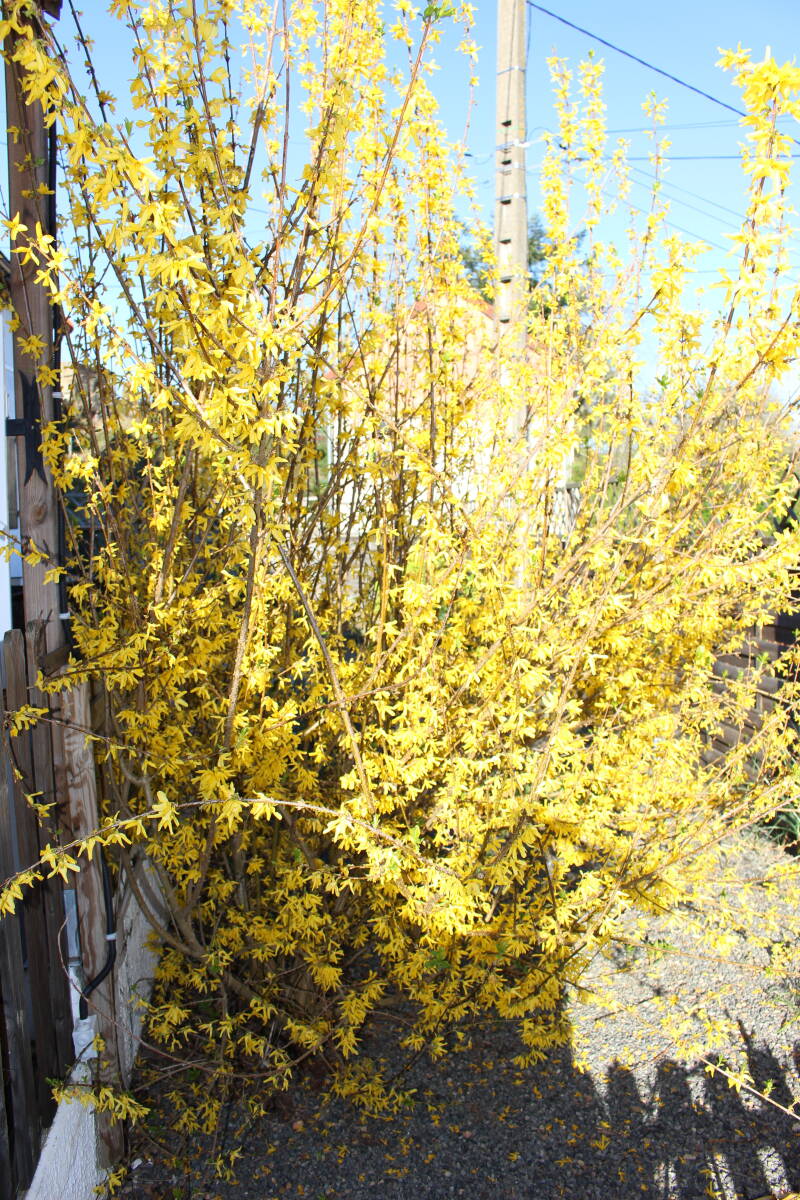 Mimosa