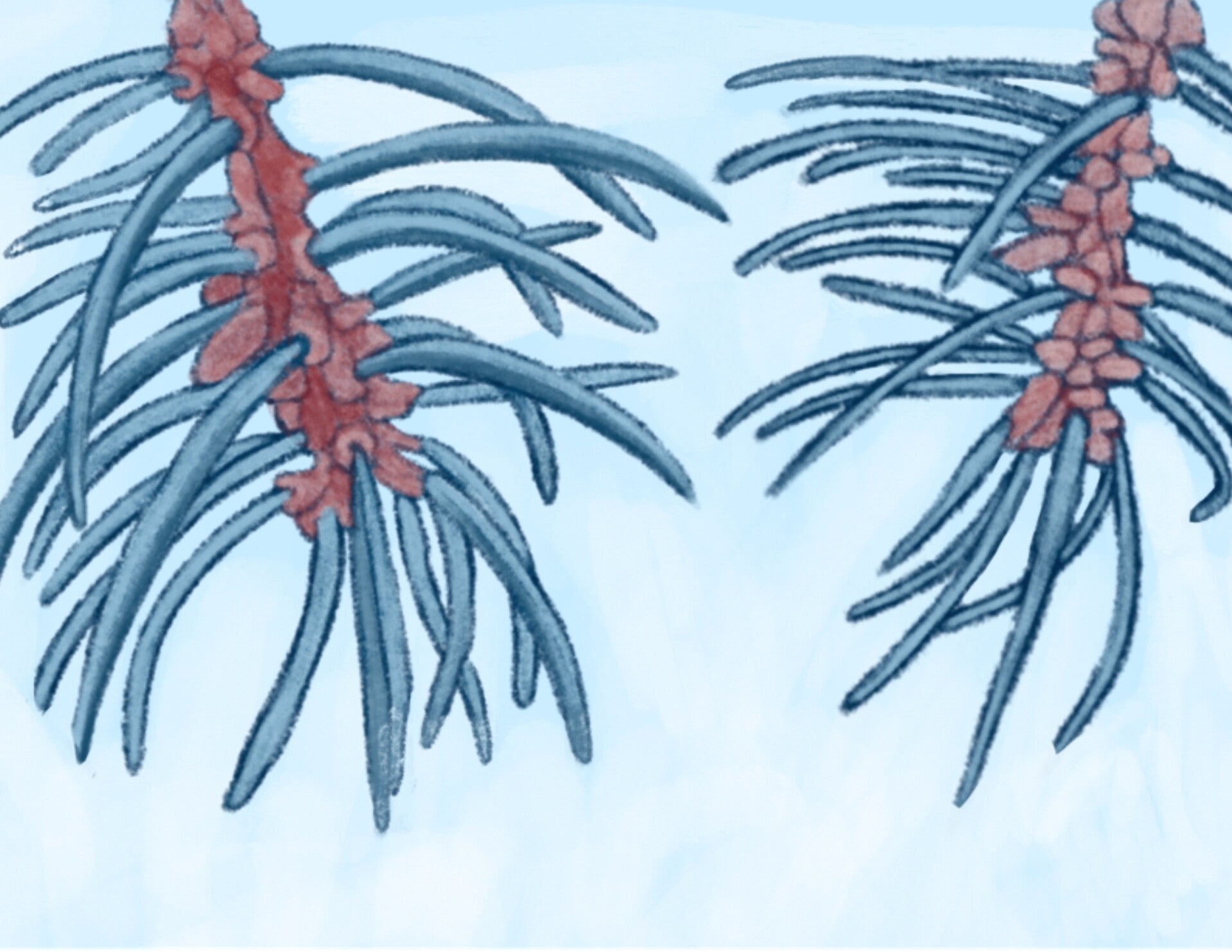 Colour drawing of two pine needles in blue, green, and brown. Stylized illustration.