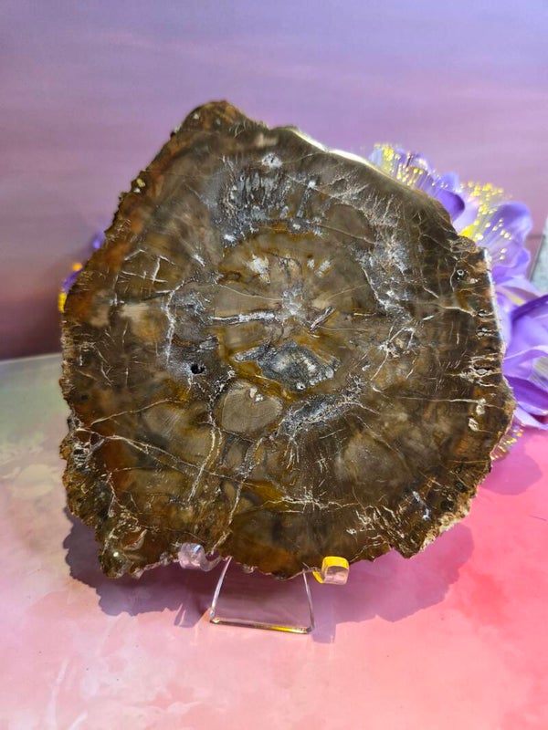 Petrified wood - versteend hout schijf