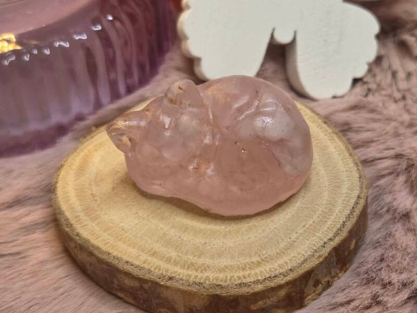 Rozekwarts slapend poesje