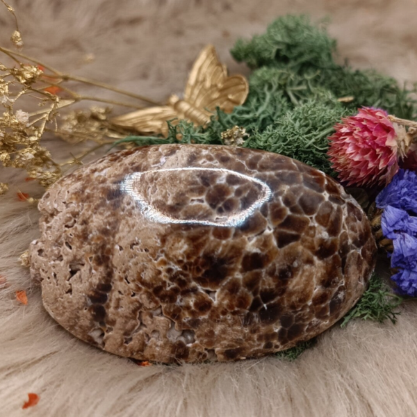 Bruine Aragoniet palmsteen XL