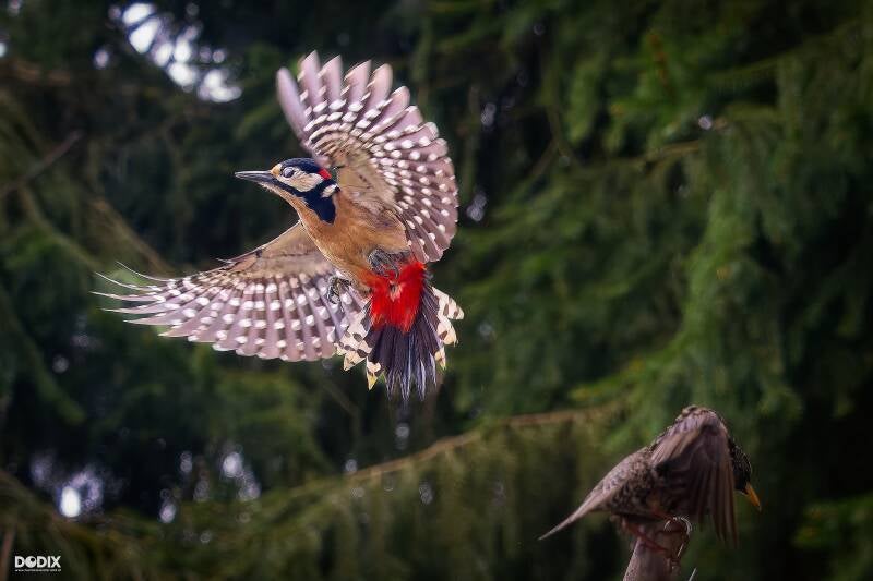 a3313393-orf_dxo_deepprimexd_specht_flug_wv.jpg