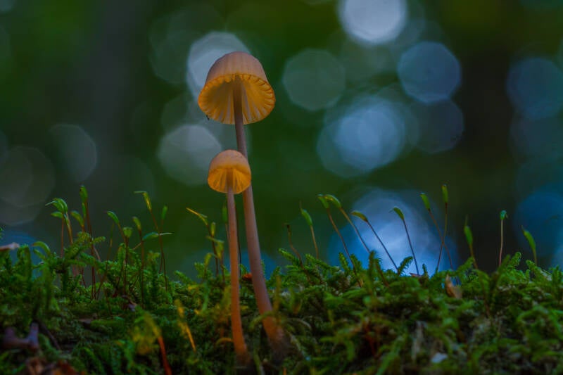 img_6231-cor-klok-vrije-inz-okt-2026-mycena-standard.jpg