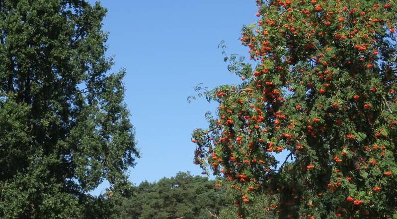 yvonne-maas-halve-bomen-wilde-lijsterbes-28-07-26-standard.jpg