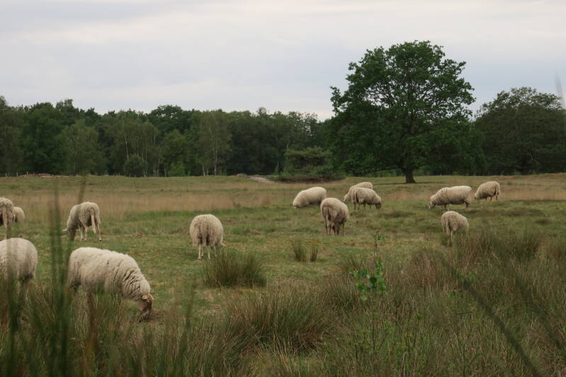 yvonne-maas-nr-01-strabrechtse-heide-02-06-2026-standard-kjot0q.jpg