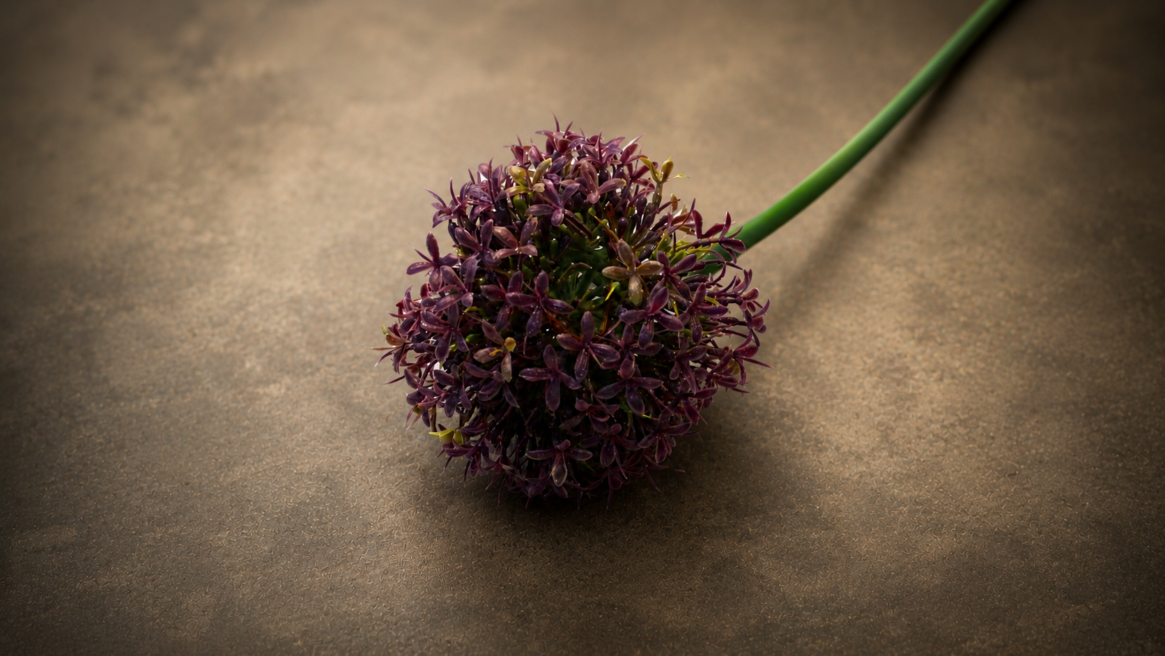 Allium