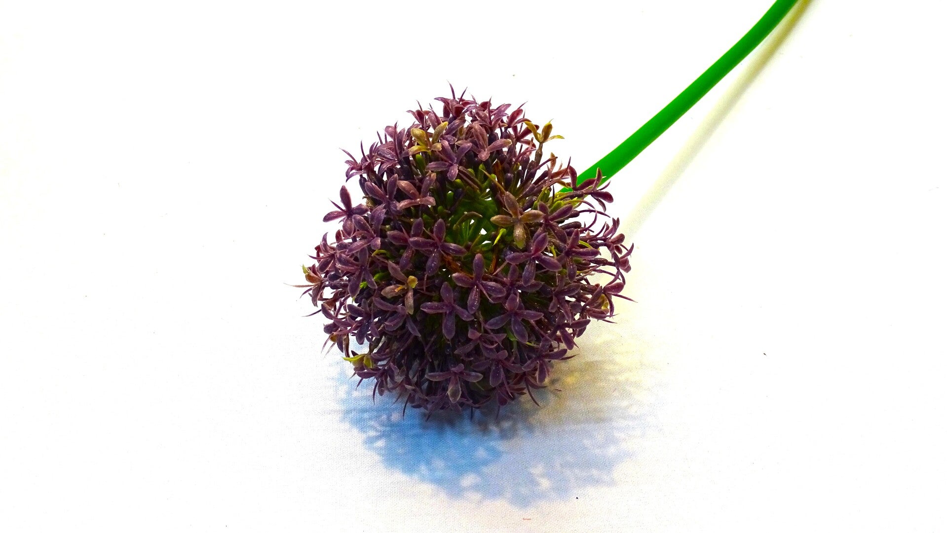Allium