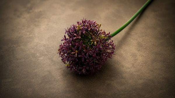 Allium