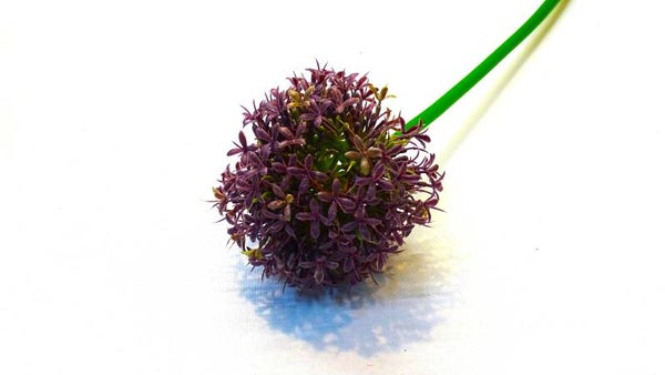 Allium