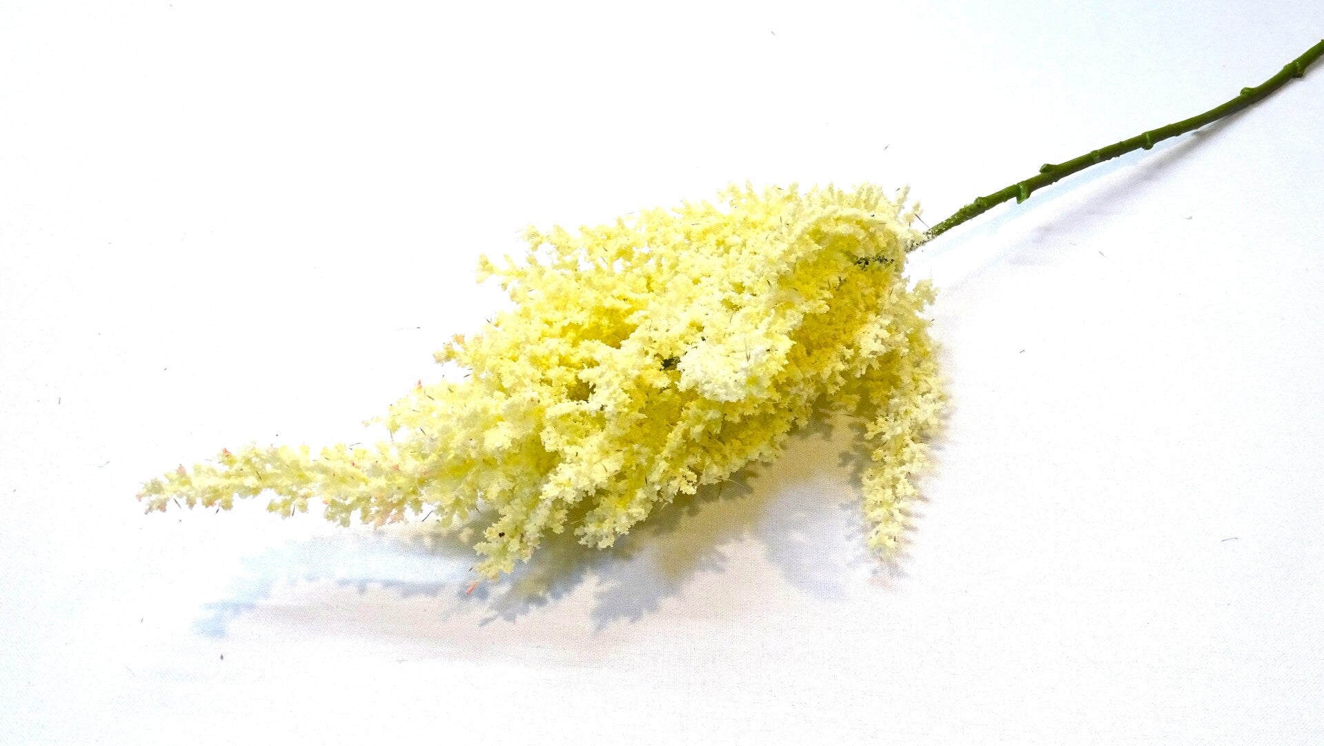 Astilbe