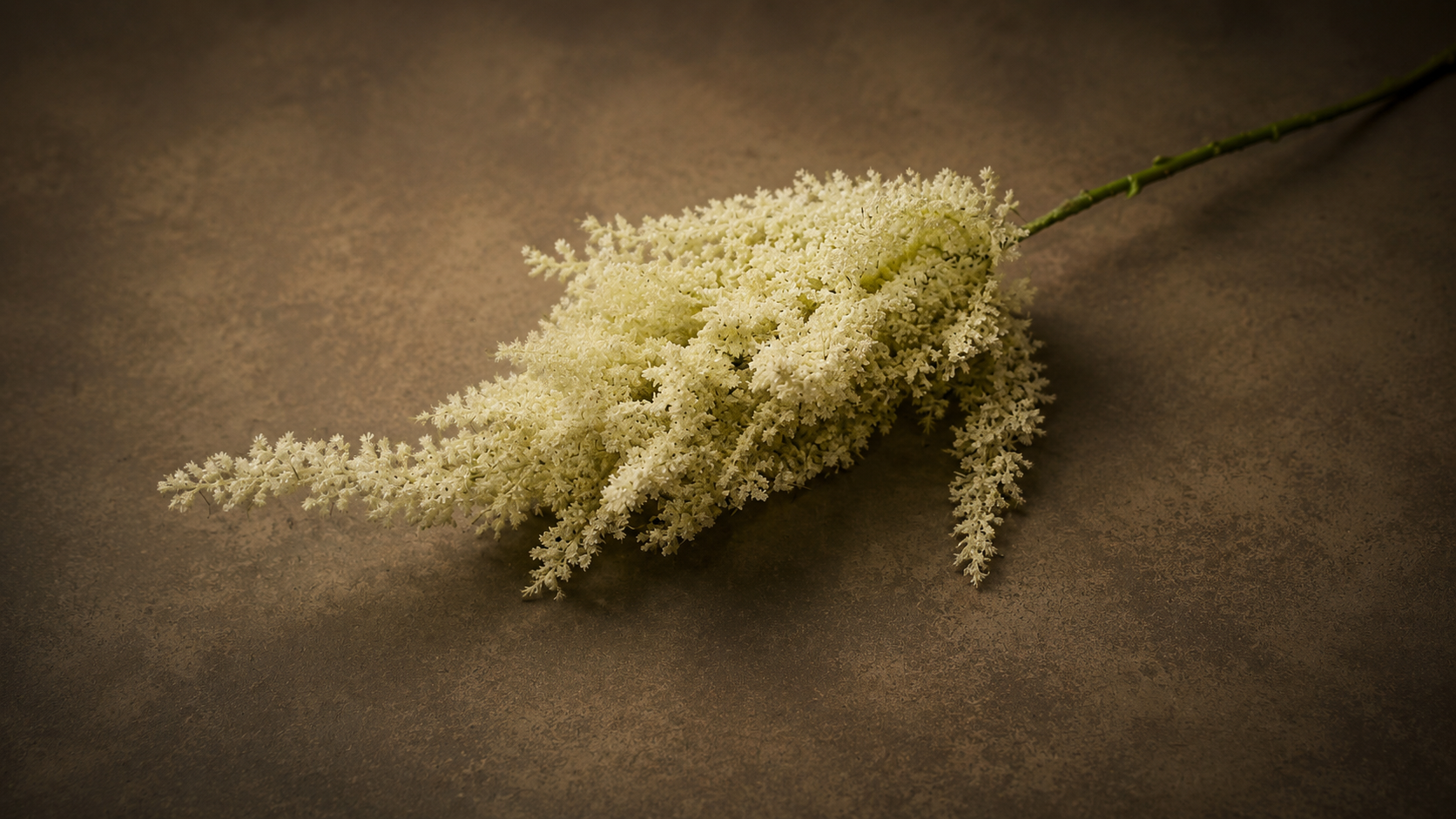 Astilbe