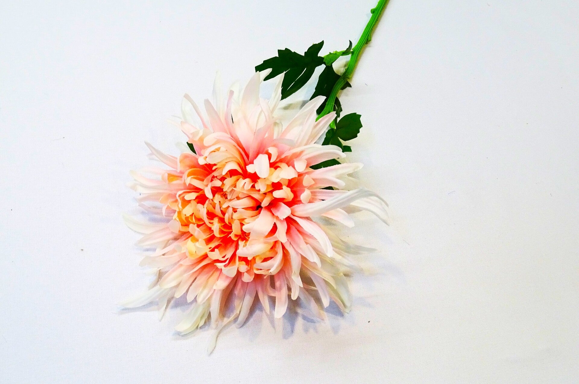 Chrysant