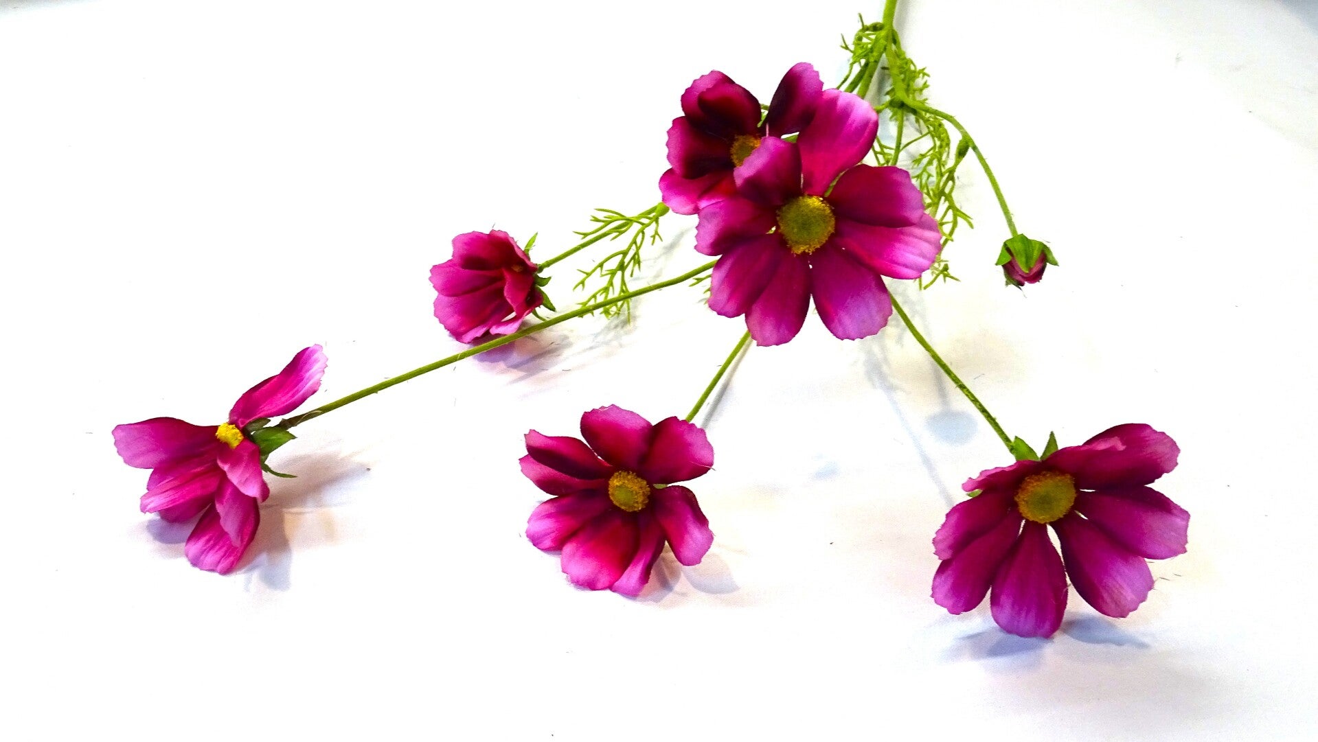 Cosmea