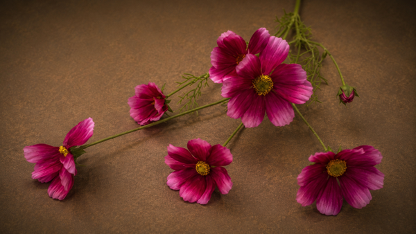 Cosmea