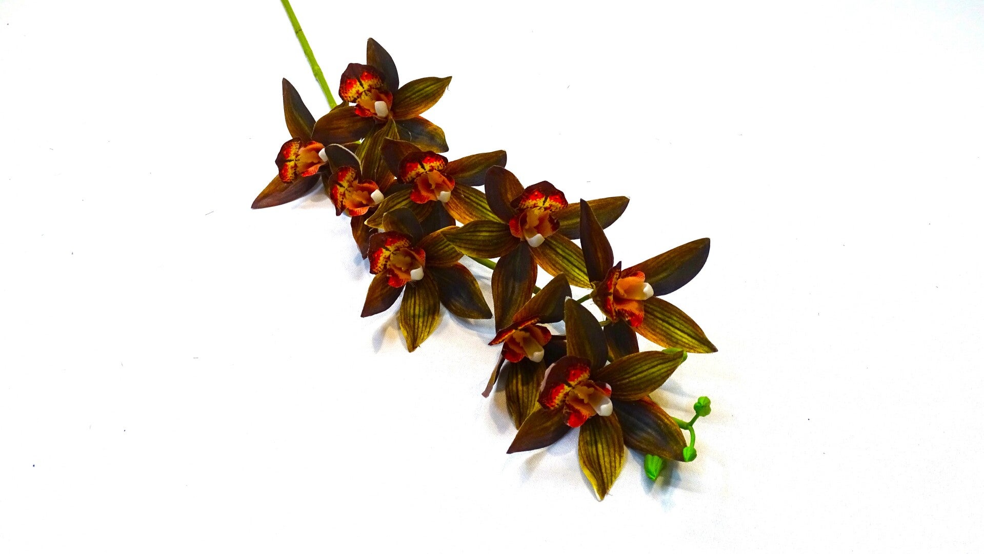 Cymbidium