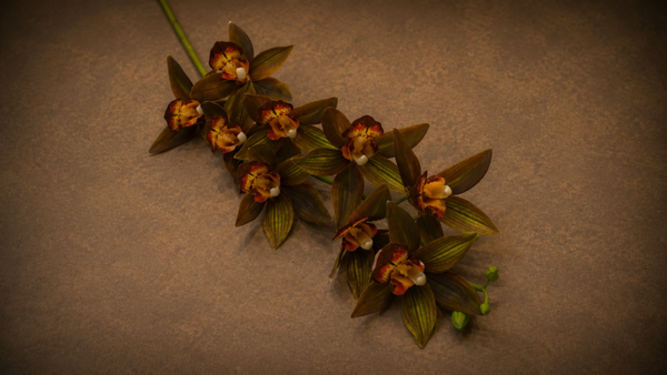 Cymbidium