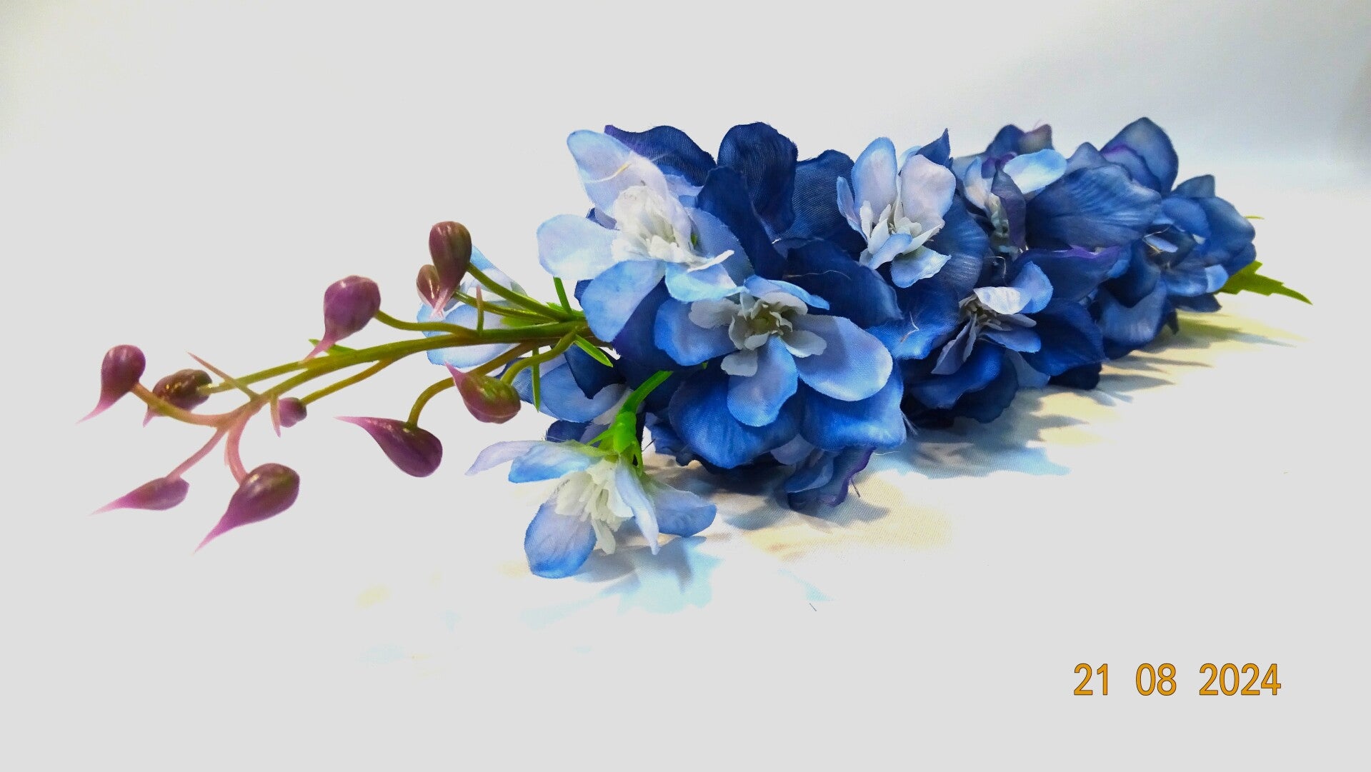 Delphinium