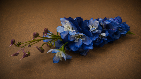Delphinium
