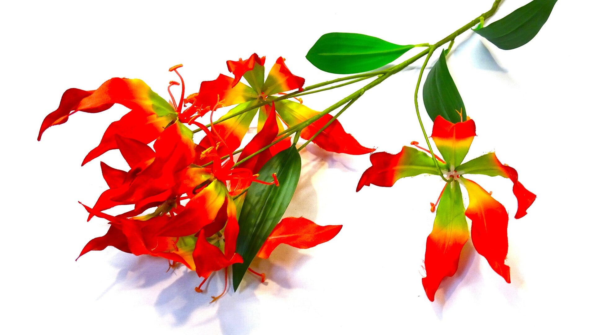 Gloriosa
