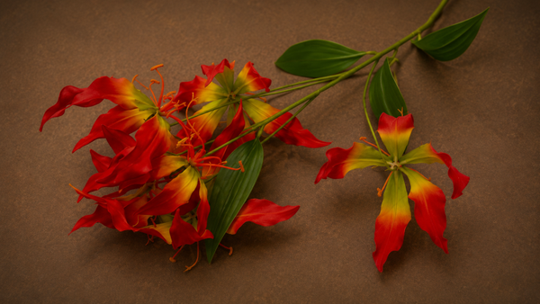 Gloriosa