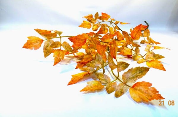 Herfstblad