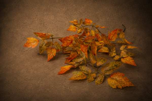 Herfstblad