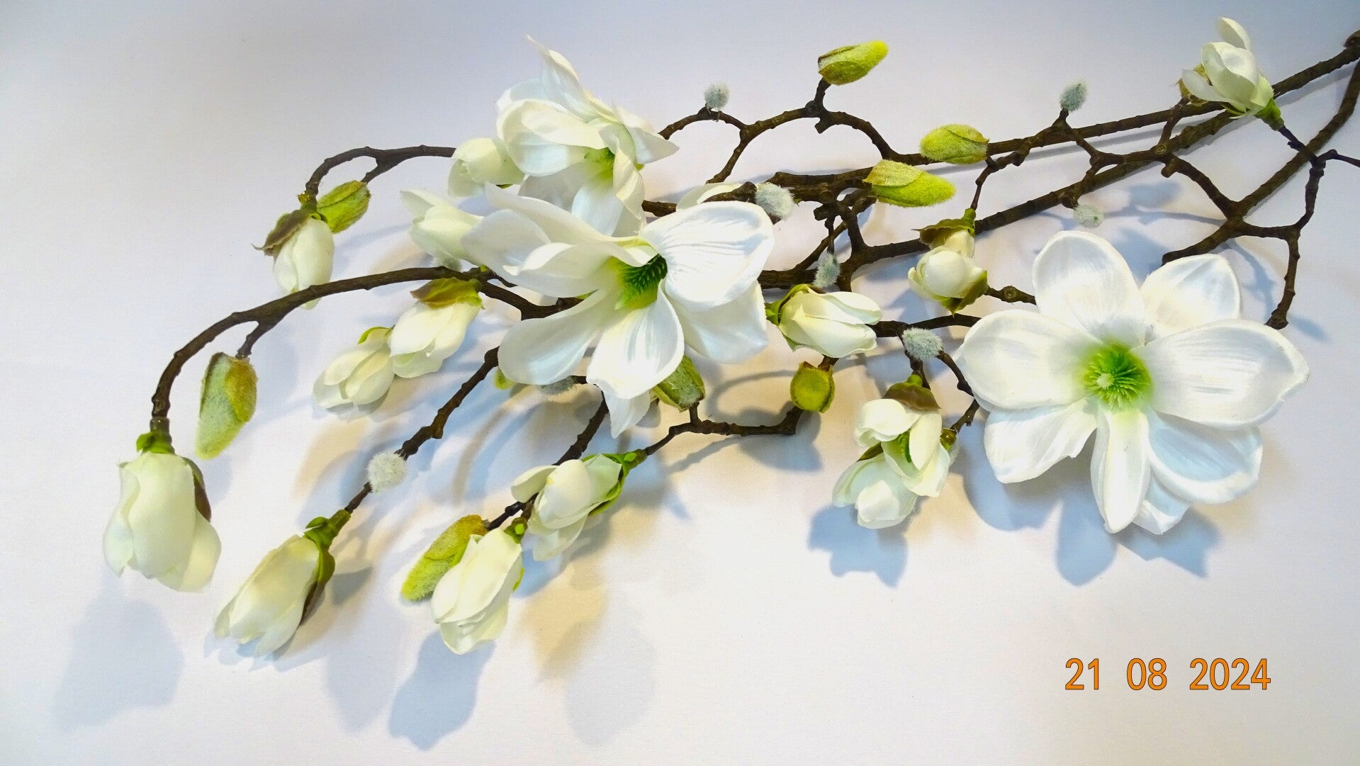 Magnolia Wit