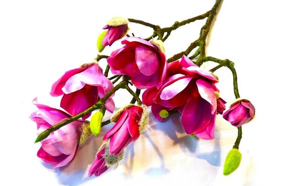 Magnolia Roze