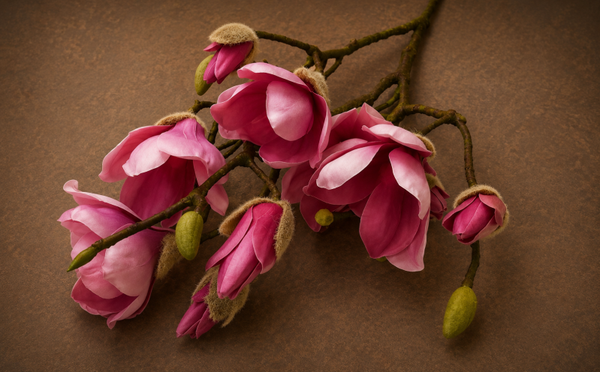 Magnolia Roze