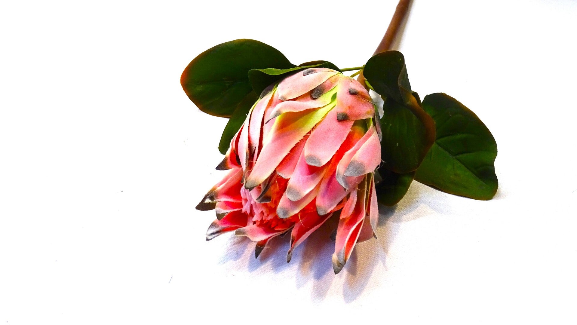 Protea