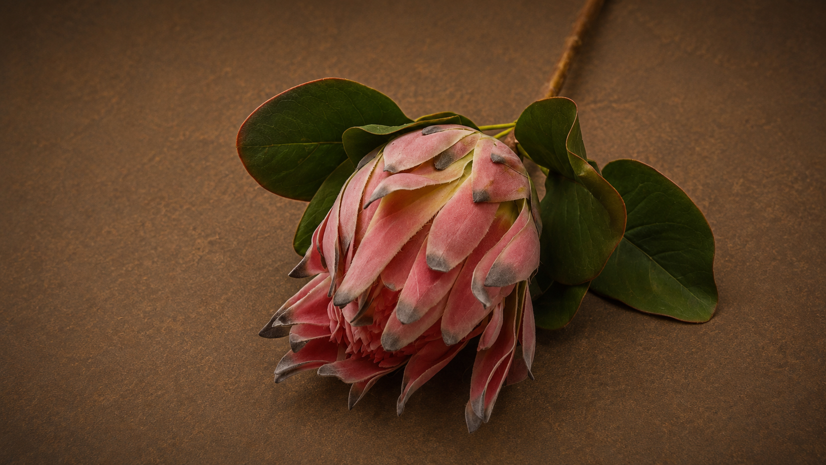 Protea