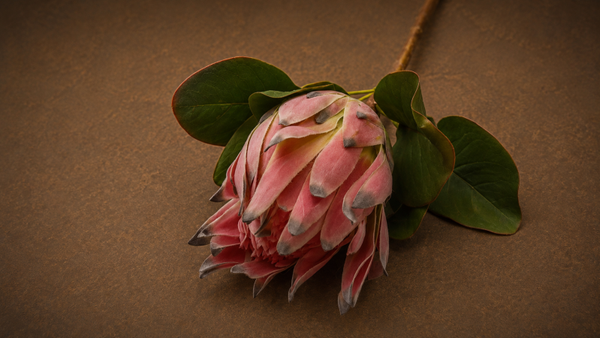 Protea