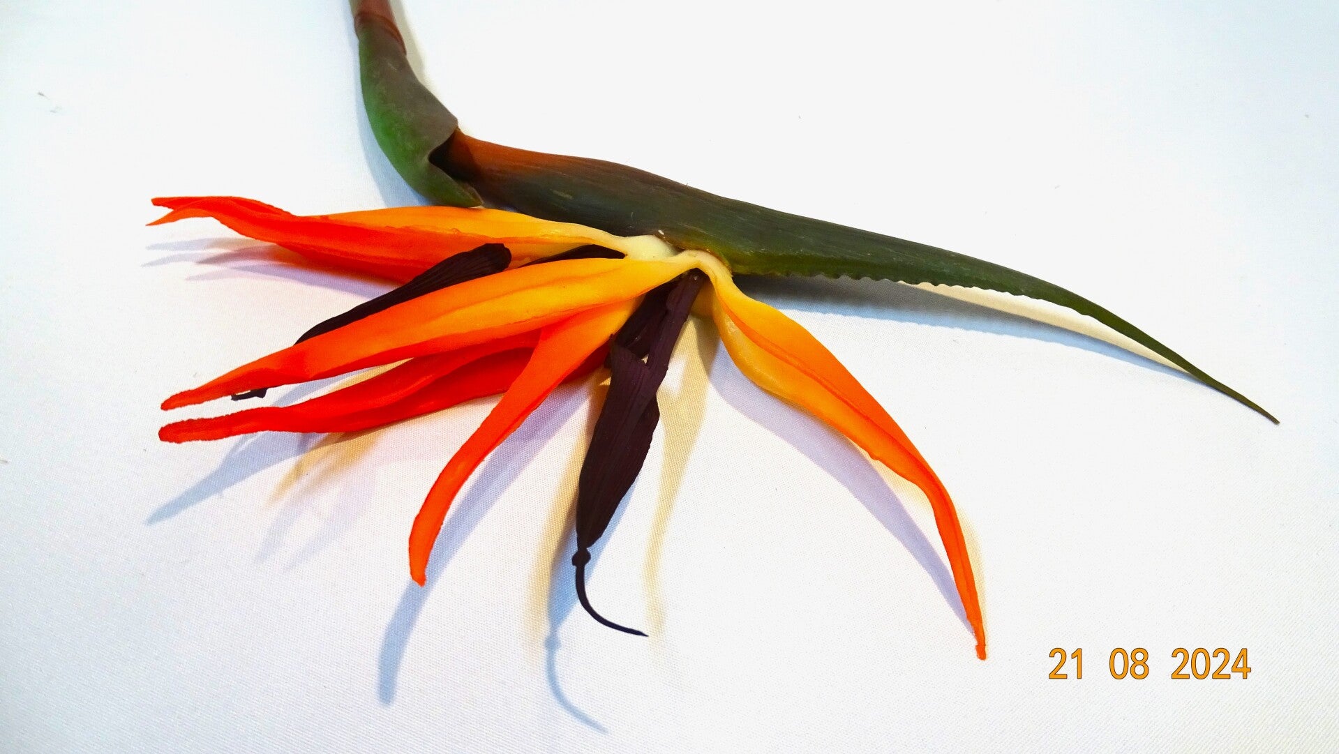 Strelitzia