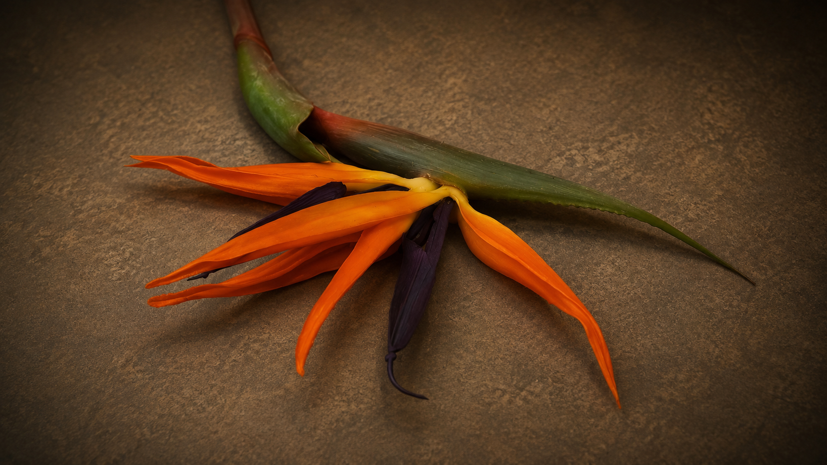 Strelitzia