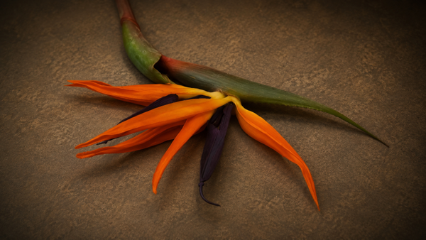 Strelitzia