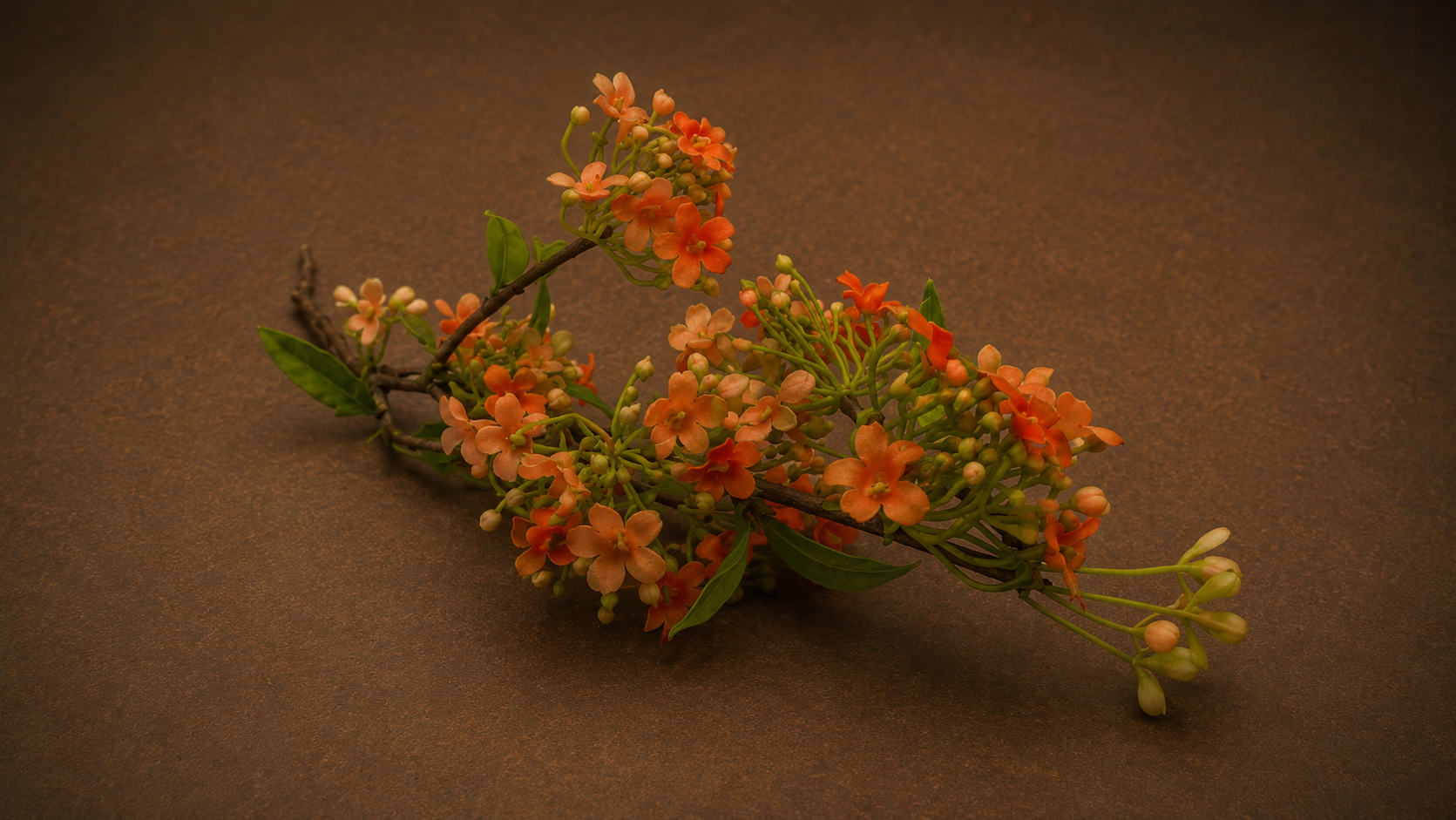 Viburnum Roze