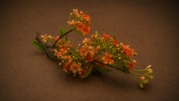 Viburnum Roze