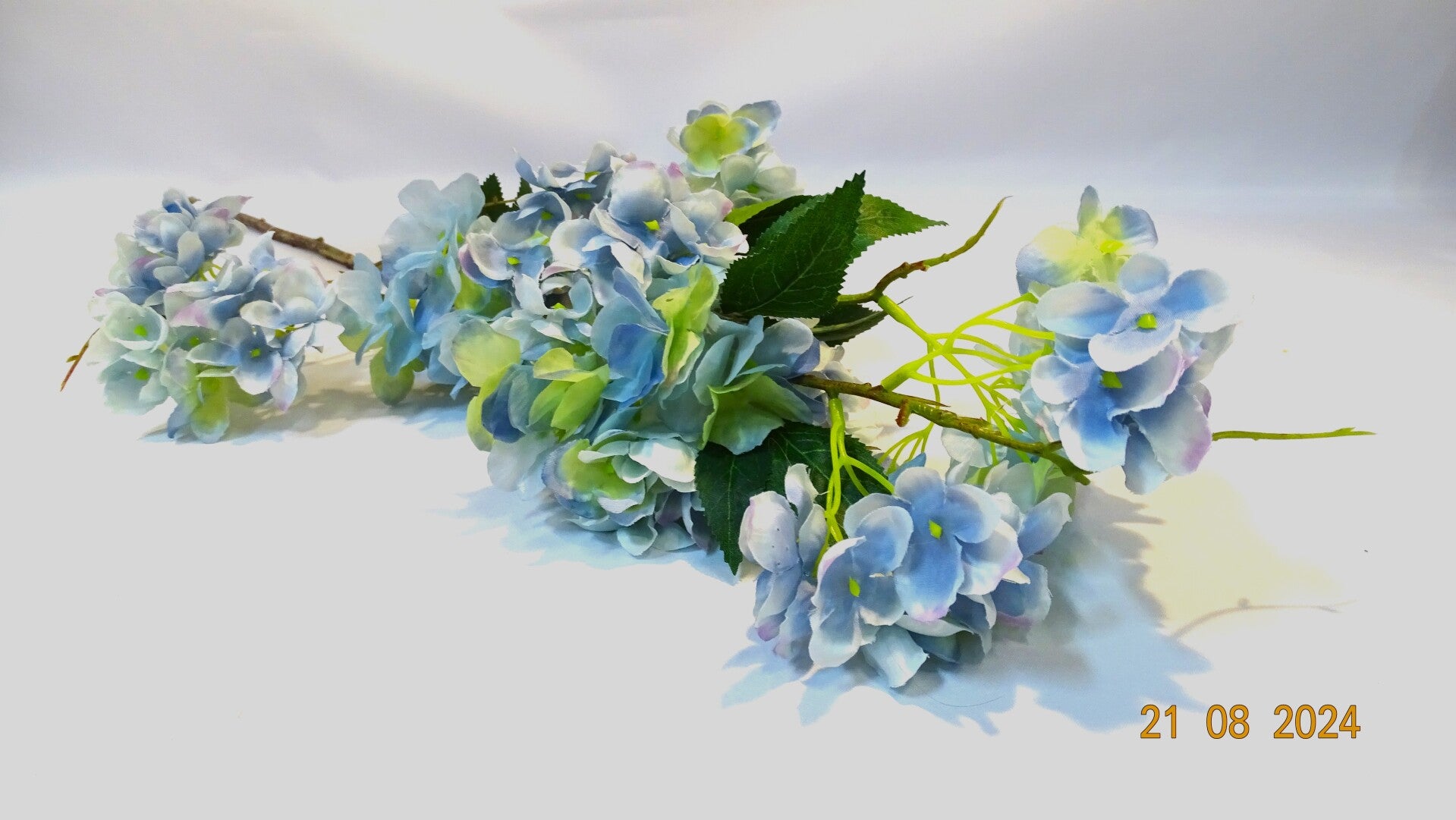 Wilde Hortensia