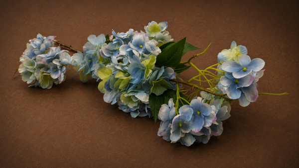 Wilde Hortensia